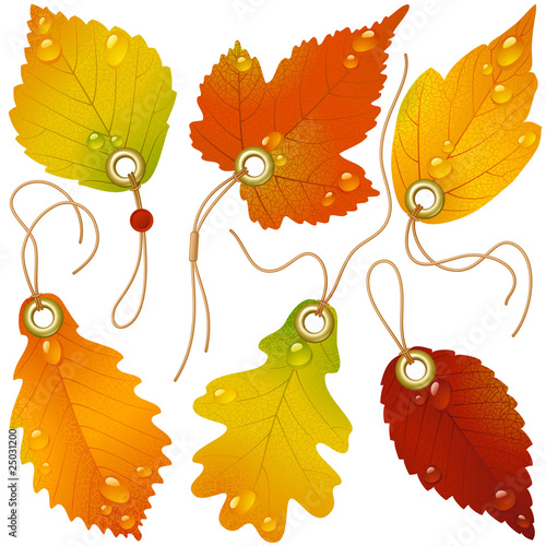 Autumnal discount. Vector fall leaves