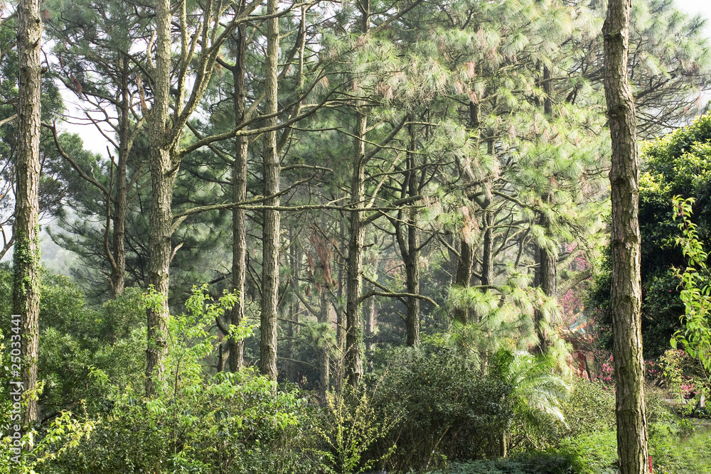 Obraz premium green forest