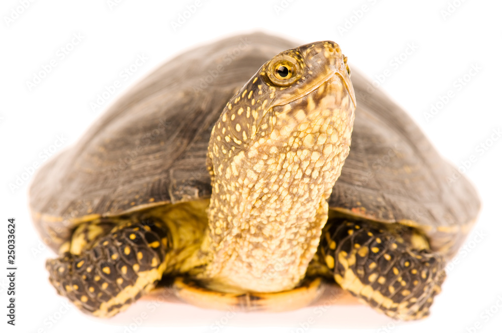 Naklejka premium Turtle