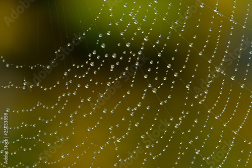 Krople porannej rosy na sieci pająka