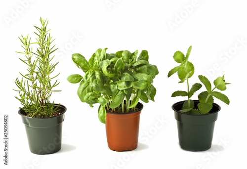 Fototapeta Naklejka Na Ścianę i Meble -  Rosemary, Basil and Mint