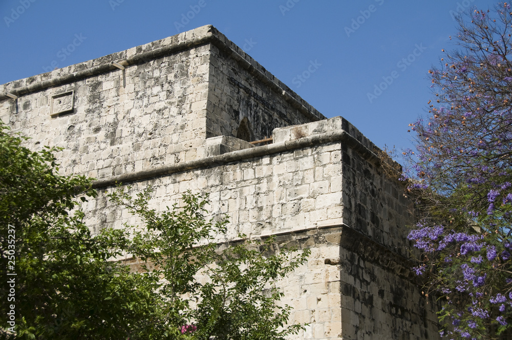 historic Limassol Lemessos Castle flowering shrub plant Cyprus M historic Limassol Lemessos Castle flowering shrub plant Cyprus M