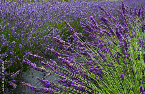 Fototapeta Naklejka Na Ścianę i Meble -  Lavender Field Horizontal Near