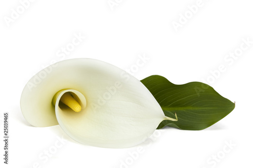 Fototapeta Naklejka Na Ścianę i Meble -  Lily with path