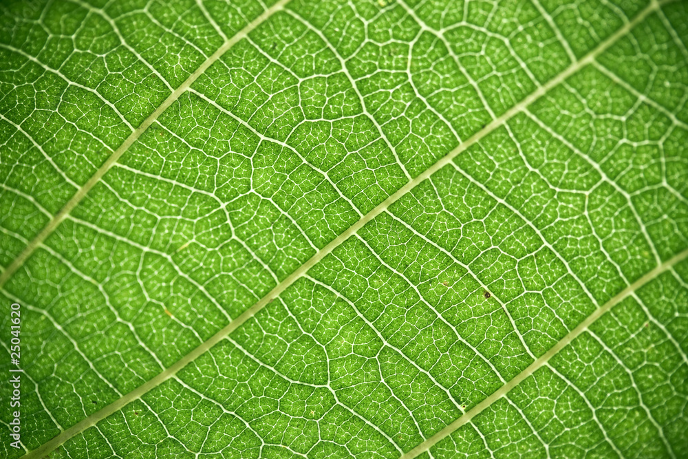 very awesome green natural background very awesome green natural background