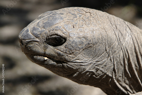 Seychellen-Riesenschildkröte