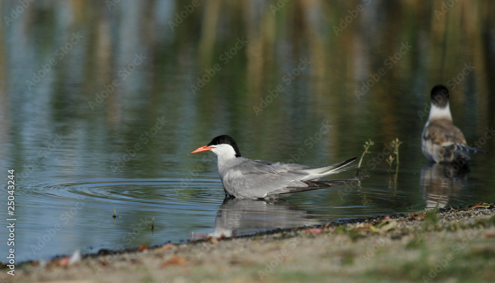 tern tern