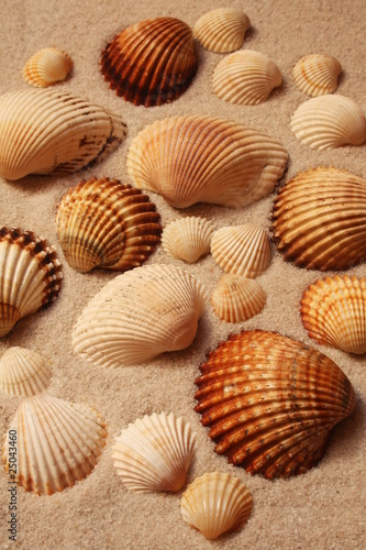 Shells © Lucie Osvaldová