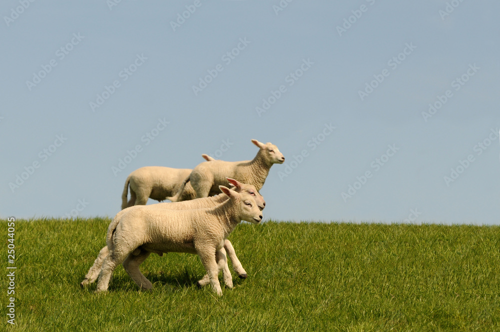 Obraz premium Laufende Lämmer