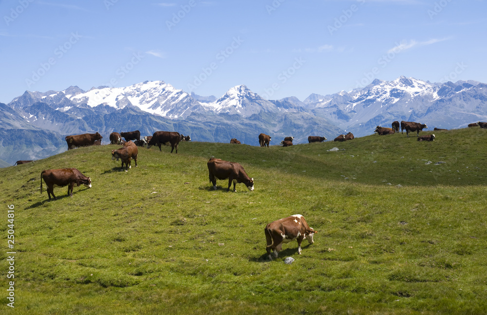 troupeau de vaches dans un paysage de montagne