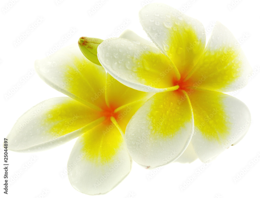 fleurs de frangipanier, fond blanc