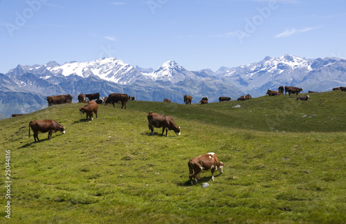 troupeau de vaches dans un paysage de montagne