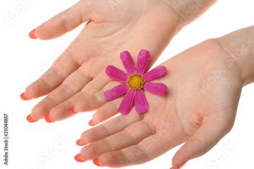 Flower in female hands