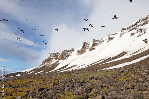 Little Auks flying along the arctic coast photo