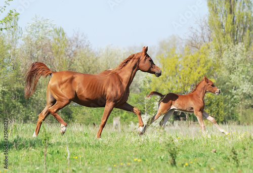 beautiful arabian mare and foal running on pasture