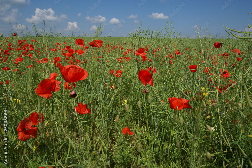 Naklejka premium Klatschmohn
