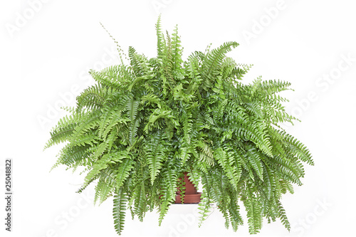 Nephrolepis - Zimmerfarn