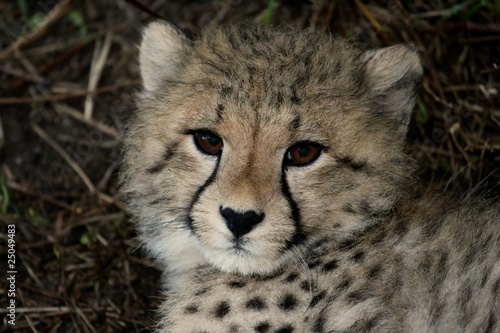 Baby Cheetah Portrait
