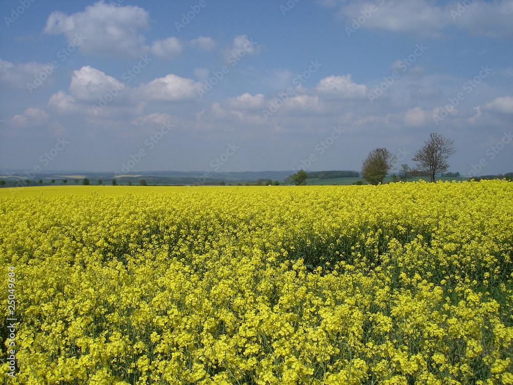 Fototapeta premium Rapsfeld