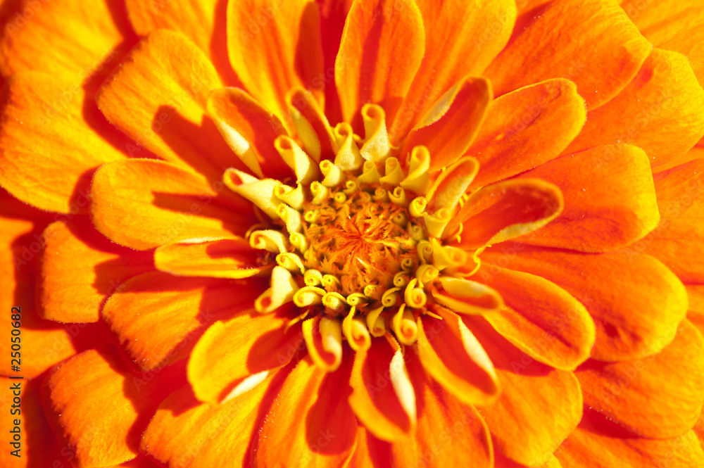 Golden chrysanthemum closeup. Focus on the middle petals