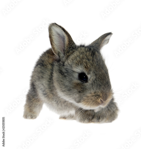 Little rabbit