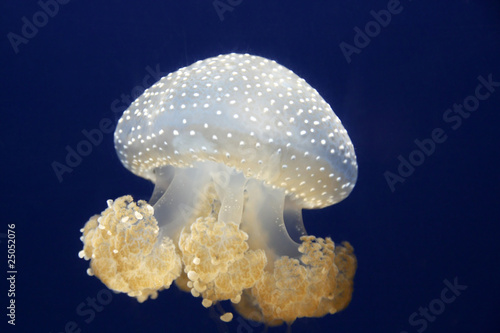 Wurzelmundqualle, jellyfish phyllorhiza punctata