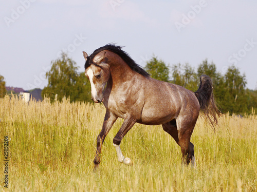 arabian stallion #25052206