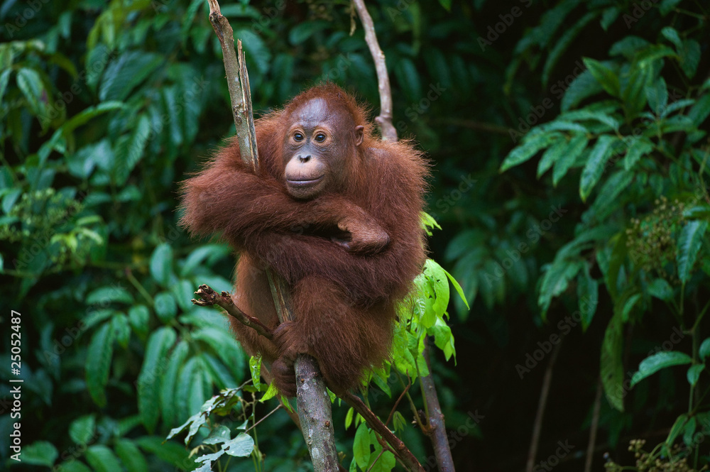 Naklejka premium Młody orangutan na drzewie