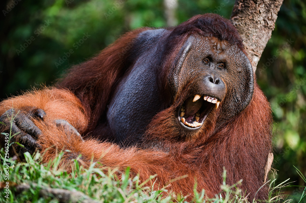 Naklejka premium Yawning Orangutan