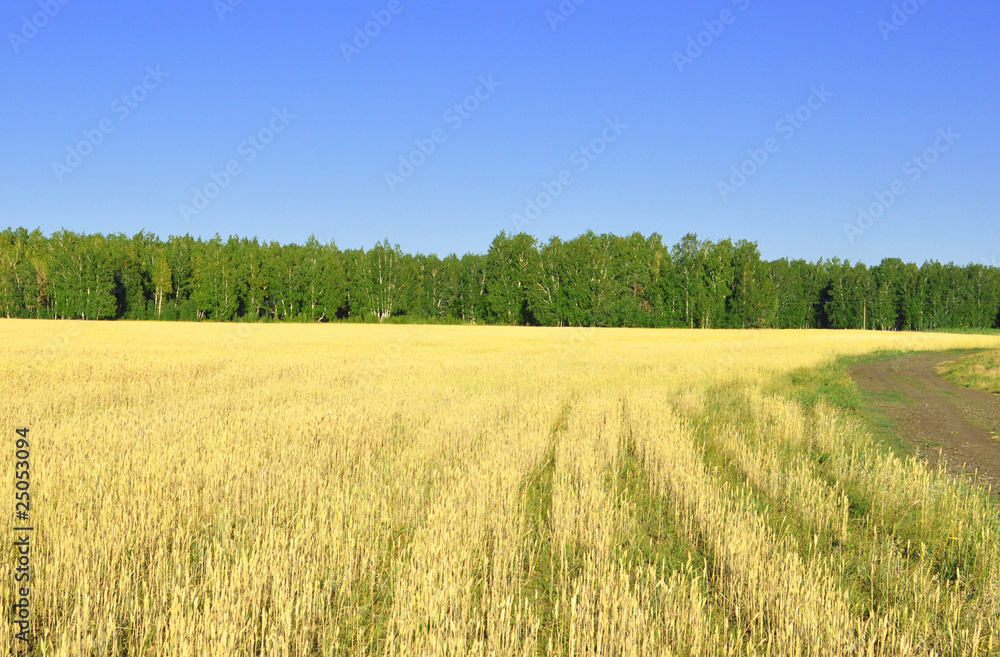 Obraz premium landscape with wheat field