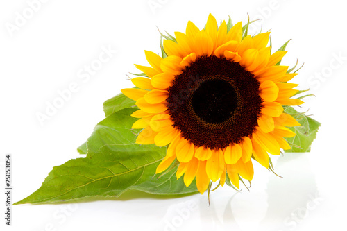 Fototapeta Naklejka Na Ścianę i Meble -  One beautiful sunflower over white background