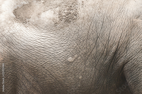 Closeup of the side skin of an  indian elephant