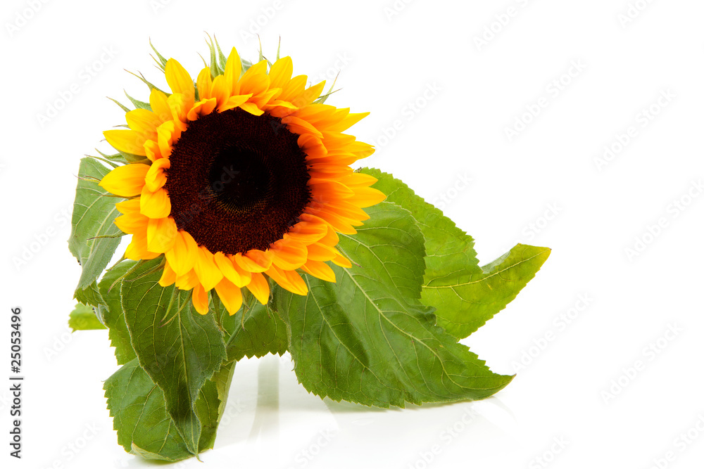 Obraz premium beautiful sunflower over white background