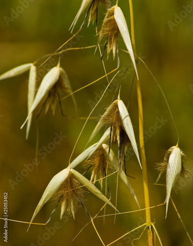 Flowering grass