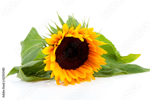 Fototapeta Naklejka Na Ścianę i Meble -  beautiful sunflower over white background