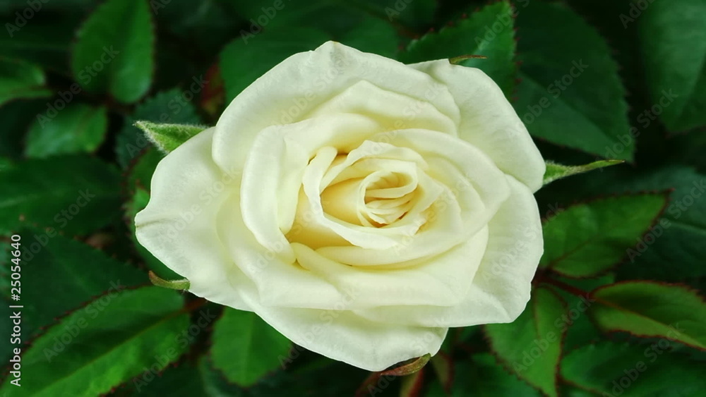 Weisse Rose öffnet sich in Zeitraffer