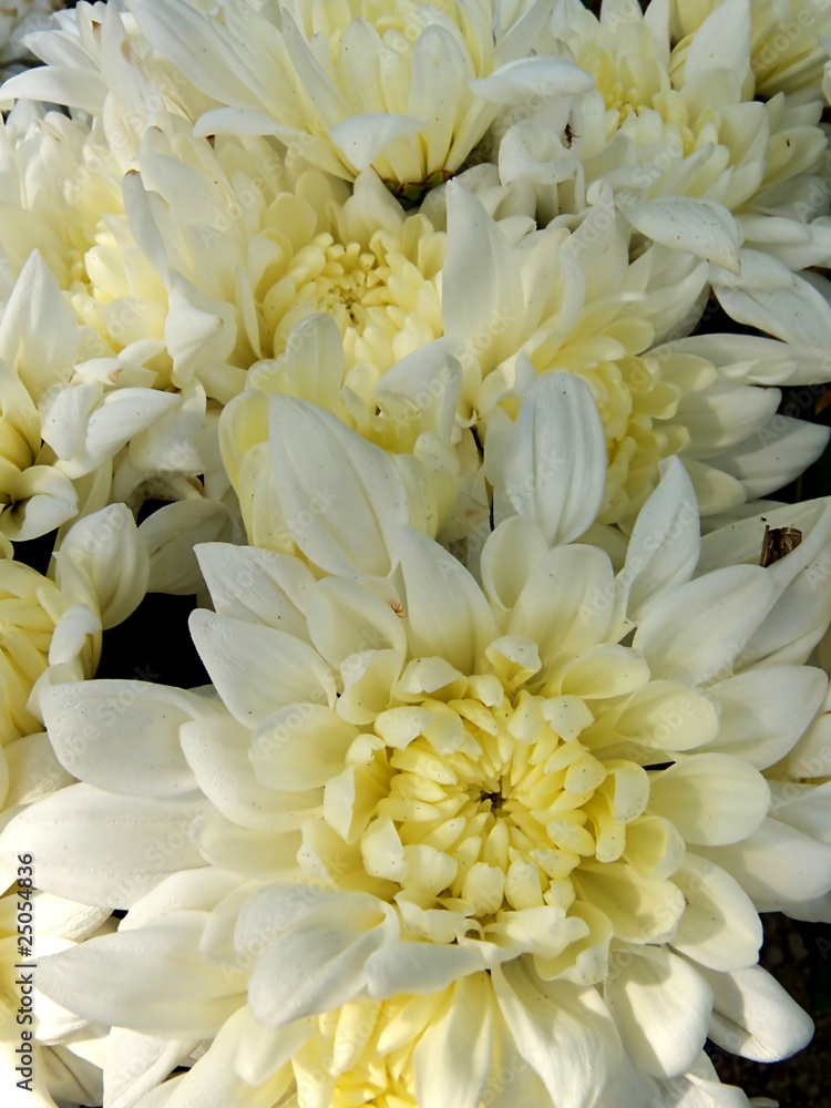 Obraz premium chrysanthemen