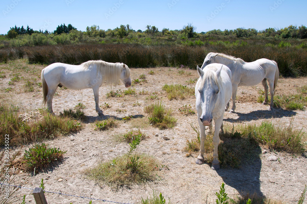 Chevaux3 Chevaux3