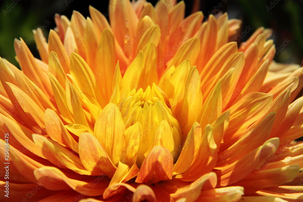 Dahlia Dahlia