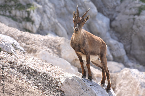 Alpine ibex  Capra ibex   doe