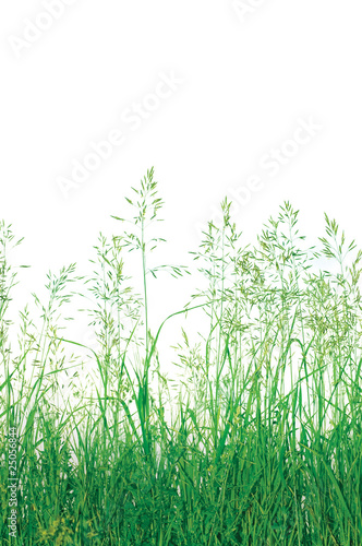 Abstract Green Meadow Grass Macro Closeup  Large Detailed Vertical Isolated Copy Space Background 