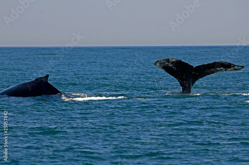 Two Humpback whales playing