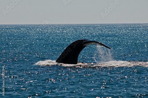 Humpback whale displaying his fluke