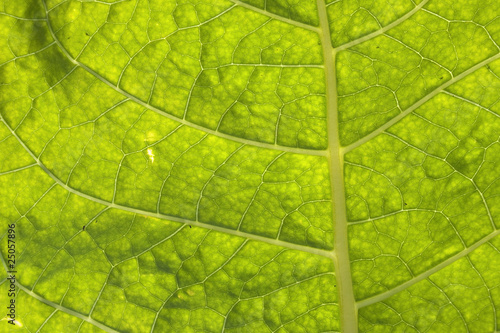 tobacco leaf closeup