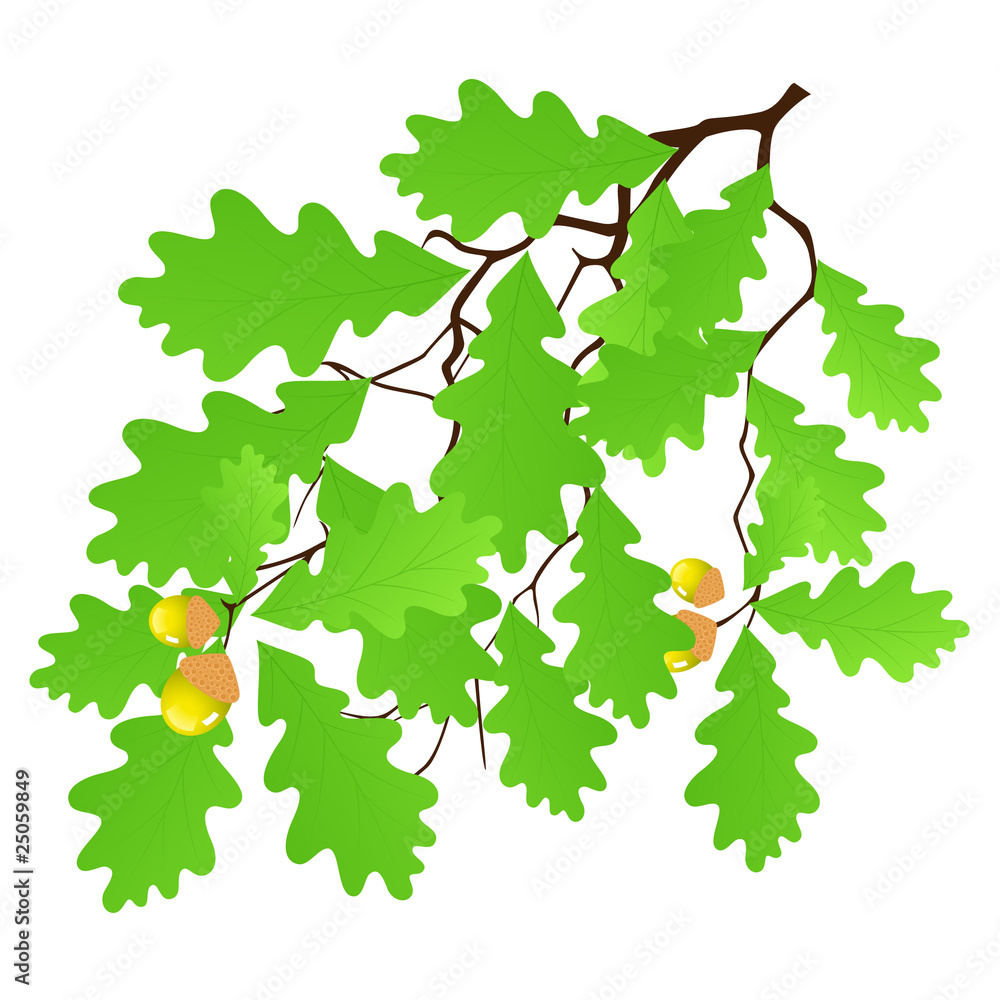 Fototapeta premium Oak leaf