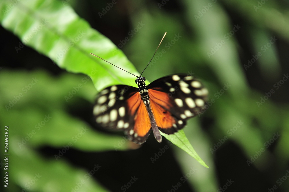Orange butterfly Orange butterfly