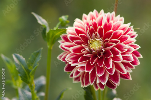 Dahlia
