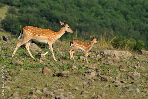 fallow deer with a little