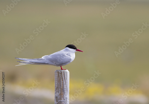 Arctic Tern Perched