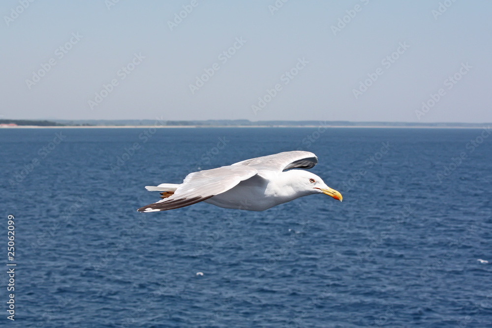 Fototapeta premium seagull